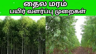 தைல மரம் பயிர் வளர்ப்பு முறைகள் - MR.VIVASAYEE