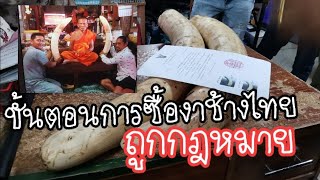 งาช้าง​ไทย#ซื้อถูกหมายมีทะเบียนคุม