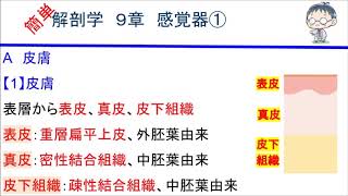 簡単解剖学　９章　感覚器①(皮膚)