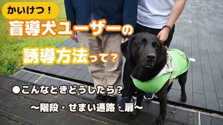 #6【かいけつ！】盲導犬ユーザーの誘導方法がキニナル？～階段・せまい通路・扉の誘導編～