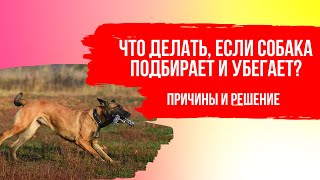 Что делать, если собака подбирает и убегает? Причина, по которой собака не подходит на прогулке