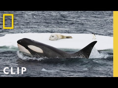 Do humpback whales go to Antarctica?