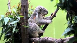 Wildly Cute Koalas: A Day in the Life