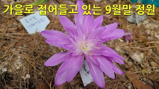 가을로 접어들고 있는 9월말 정원. The garden at the end of September is entering autumn.