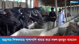 মাদ্রাসার শিক্ষকতার পাশাপাশি মহিষের খামার করে সফল হুমায়ুন আহমেদ | Padma tv