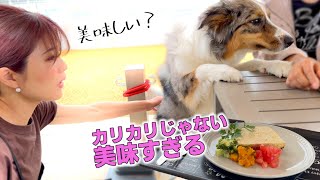 ガモウパーク内 ワンちゃんレストラン✨宮城県 ドッグラン