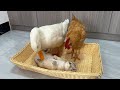 What's the situation? The idea of chickens and ducks was rejected by tabby cats! Kittens are so cute