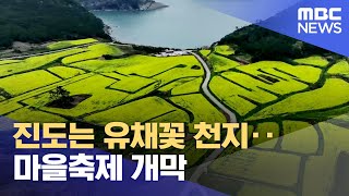 진도는 유채꽃 천지..마을축제 개막 (2024.04.12/뉴스데스크/목포MBC)