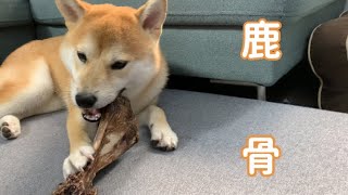 【柴犬】大きな鹿の骨を食べさせてみた！