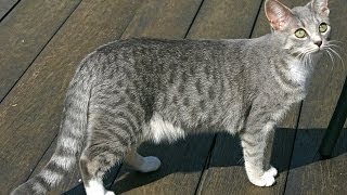 Animal Planet : Cats 101 ~ Egyptian Mau