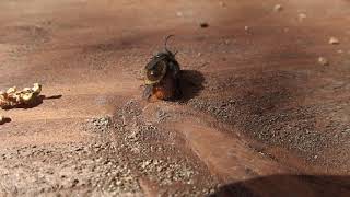 Paarung der gehörnten Mauerbiene Osmia Cornuta