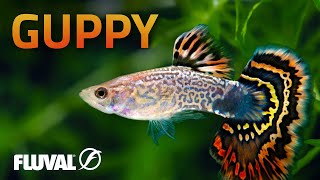 Species Spotlight | Guppy