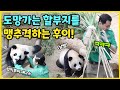 할부지 거기서!🐼 도망가는 할부지를 맹추격하는 후이바오💨 이모 손을 꼭 붙잡고 냠냠 하는 루이💜 얼굴도, 하는 행동도 똑 닮은 둥둥이들💓 #루이바오 #후이바오 #panda