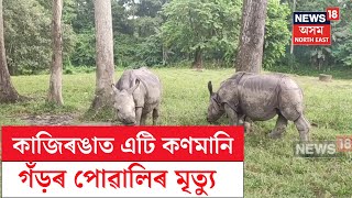 Kaziranga News | কাজিৰঙাত এটি কণমানি গঁড়ৰ পোৱালিৰ মৃত্যু | N18V