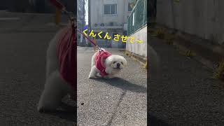 くんくん させて〜 #ペキニーズ  #pekingese