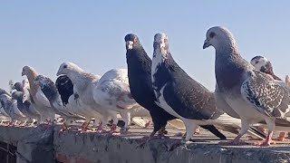 Lovely Pigeons #kabootar