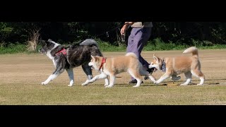 小値賀の旅・秋田犬バージョン（コロク・コハル・太郎丸・次郎丸）