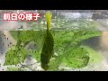 大量のオタマジャクシに餌を与えるよ！