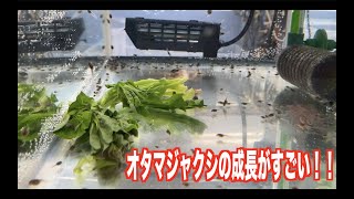 大量のオタマジャクシに餌を与えるよ！