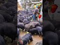 pig animals nature travel elephant creative farming animal