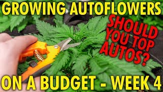 Topping Autoflowers, Is It Worth It? Budget White Widow Grow Week 4