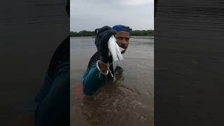 पाग मासेमारी #shorts #viral #shortsvideo Castnet Fishing | Mullet Fishing