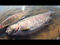 huge trout at henry hagg lake winter trout fishing 1 24 25