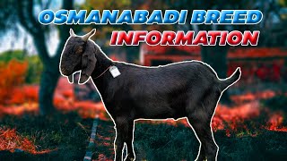 OSMANABADI BAKRO KI JANKARI | BEST MEAT PRODUCTION BREED