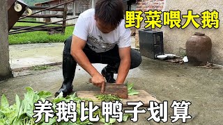 螃爷亲自下地摘菜，101只鹅每天用野菜喂养，感觉养鹅比养鸭划算一点【螃爷Pang】