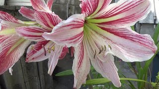 【アマリリス開花観察】Amaryllis flowering observation蕾から４輪咲きました４flowers bloomed from the bud 「浜崎海岸・砂浜のアマリリス」