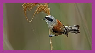 Eurasian Penduline Tit (Remiz pendulinus)