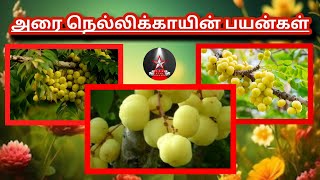 அரை நெல்லிக்காய் பயன்கள் | சீமை நெல்லிக்காய் நன்மைகள் | Small Amla Benefits |  SHINING STAR CHANNEL