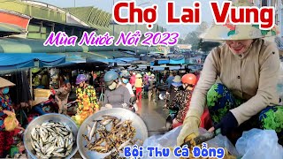 Bội Thu CÁ CHẠCH Mùa Nước Nổi 2023 Tại CHỢ LAI VUNG, ĐỒNG THÁP - Nhộn Nhịp Chợ Cá Đồng Hoà Long|KPVL