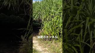 秘密のトンネル