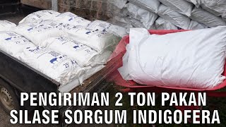 Pengiriman 2 Ton Pakan Silase Sorgum Indigofera