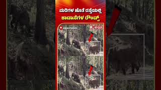 Wild Elephantsಮರಿಗಳ ಜೊತೆ ರಸ್ತೆಯಲ್ಲಿ ಕಾಡಾನೆಗಳ ರೌಂಡ್ಸ್ | Chikkamagaluru