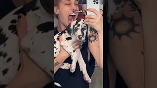 Great Dane Puppy Grows In My Arms 🐶 w OnlyJayus - #Shorts