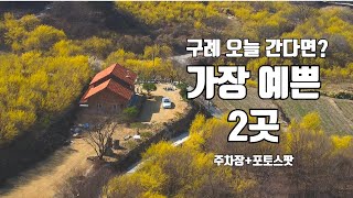 구례 산수유마을 찐풍경! 유명한 포토존과 주차장 정보 미리 챙겨서 가세요