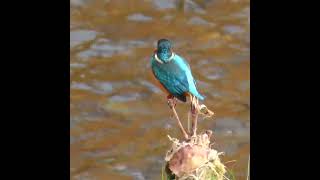 カワセミ調布地区お父さんショート 2025 01 06 #カワセミ #野鳥 #birds #wildlife #nature #自然観察ぶらり散歩