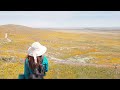 wildflower bloom in ca 南加春季野花｜antelope valley poppy 羚羊谷