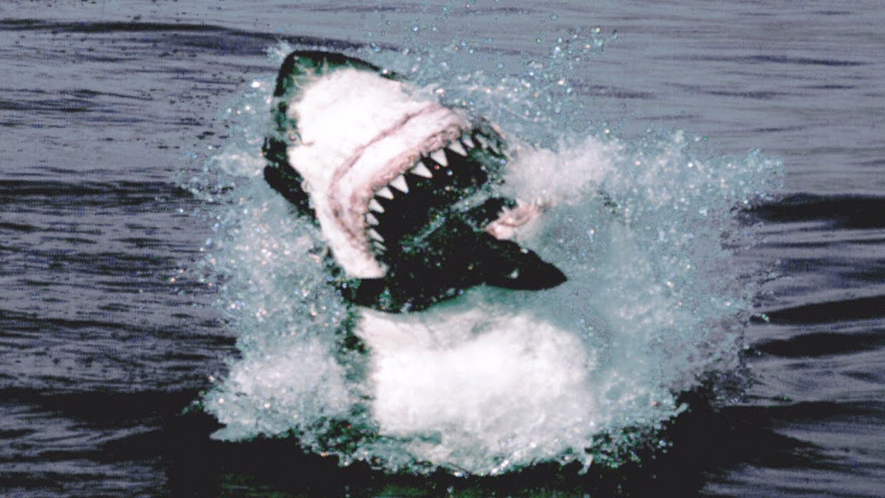 Great White Shark Attack