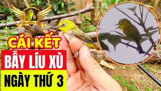 Bẫy Khuyên Líu Xù Đầu Ngày Thứ Ba Và Cái Kết - Pleci Bird Trap Day 3 And The End | KTB