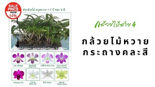 กล้วยไม้หวายกระถางคละสี จาก กล้วยไม้สาย4