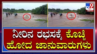 Rain In Ramanagara: ನೋಡನೋಡ್ತಿದ್ದಂತೆ ಕೊಚ್ಚಿ ಹೋದ ಜಾನುವಾರುಗಳು | Tv9 Kannada