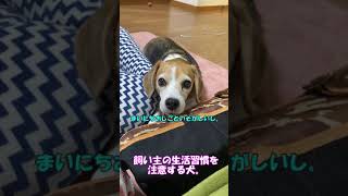 A beagle dog that pays attention to the lifestyle of its owner. [Owner's soliloquy]