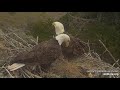 sauces canyon eagle cam omg extreme. branch. antics. on. nest 😆😄