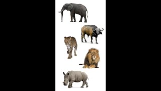 The Big Five Animals Of Africa | 5 Big African Animals #africananimals