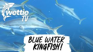 Wettie TV - Bluewater MEGA school of Kingfish and Deep Water species