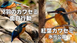 紅葉カワセミとどう動く2羽のカワセミ他定番野鳥 水元公園