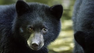 Mother Bear Teaches Cubs to Fish | BBC Earth